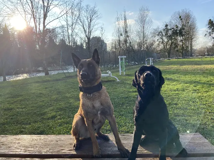 Malinois et labrador à l'extérieur