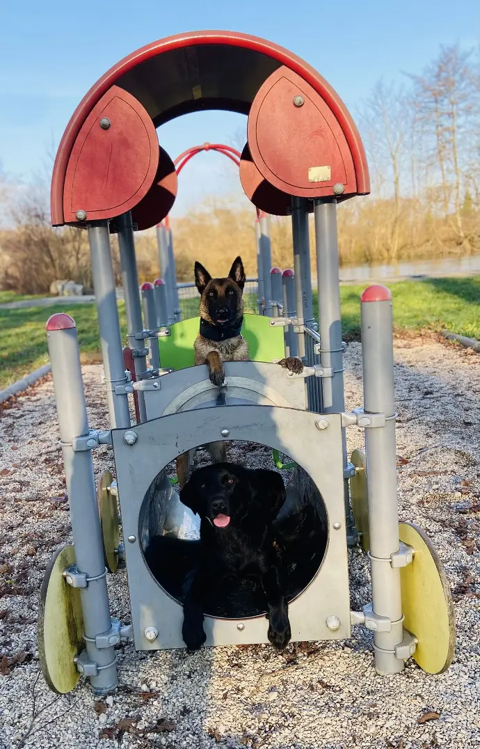 Malinois et labrador dans un parc