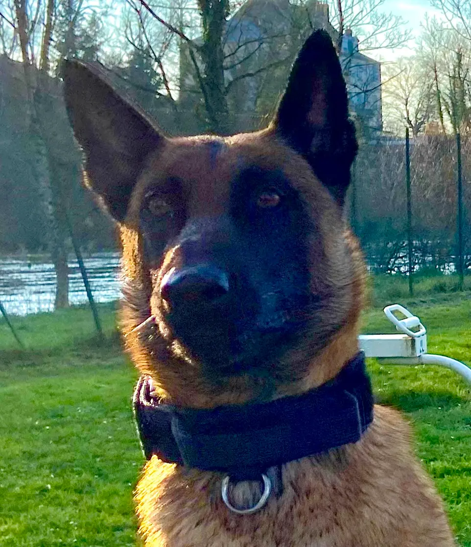 Malinois Chien Détecteur Punaises De Lit