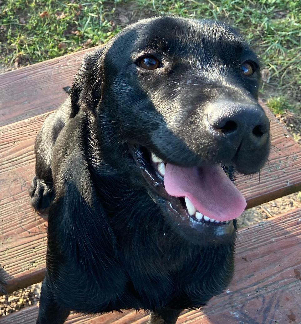 Labrador Chienne Détecteur Punaises De Lit