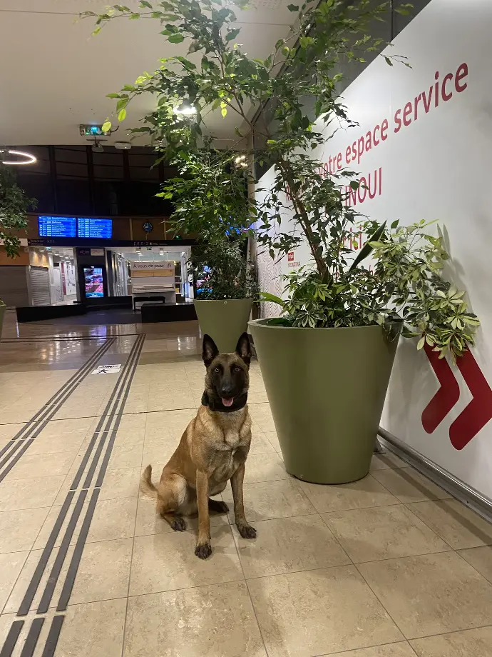 Malinois dans une gare